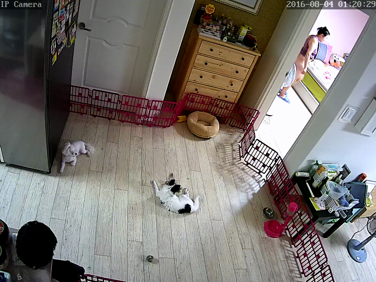 IP_거실에서 펜스안 개키우는 부부_육덕와아프 샤워 미리보기 6