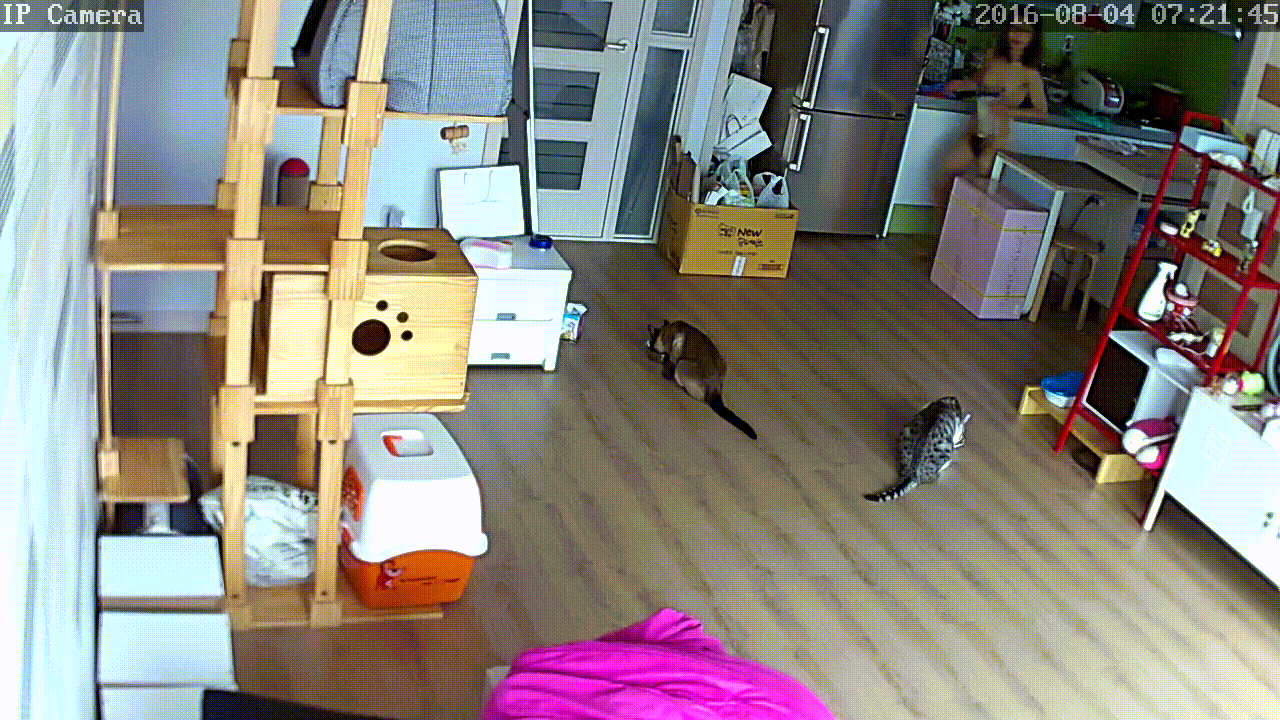 IP_캣타워청소녀 [보지털 밀림수준] 미리보기 4