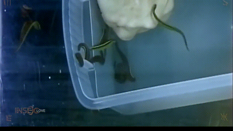 [혐] HARD_거머리 보지/항문_물고문 미리보기 9