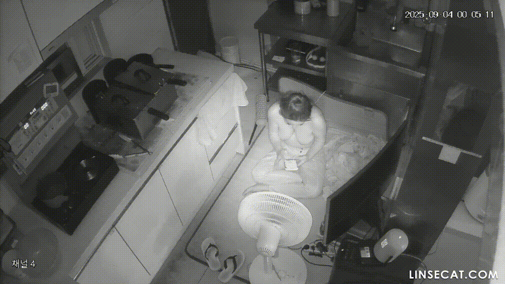 IP신작 ✨ 커피숖 가슴큰 여사장 : 싱크대에서 오줌누고~머리 감고~ 미리보기 15